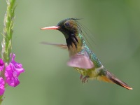 A10A4699Black-crested_Coquette