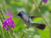 A10A4776Violet-headed_Hummingbird