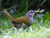 A10A4848Black-striped_Sparrow