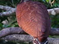 A10A5266Female_Great_Curassow