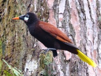A10A5314Montezuma_Oropendola