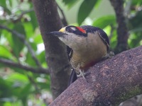 A10A5338Black-cheeked_Woodpecker