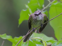 A10A5469Piratic_Flycatcher