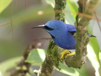 A10A5566Shining_Honeycreeper