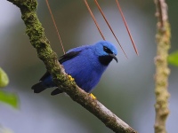 A10A5578Shining_Honeycreeper