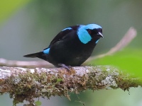 A10A5592Scarlet-thighed_Dacnis