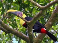 A10A5633Yellow-throated_Toucan
