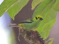 A10A5712Emerald_Tanager