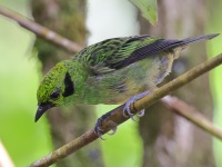 A10A5763Emerald_Tanager