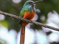 A10A5903Rufous-tailed_Jacamar