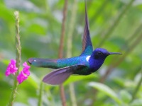 A10A5985White-necked_Jacobin