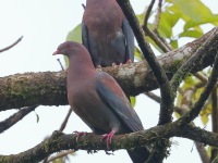 A10A6017Red-billed_Pigeon