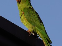 A10A6165Crimson-fronted_Parakeet