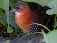 A10A6303White-throated_Crake