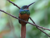 A10A6351Female_Rufous-tailed_Jacamar