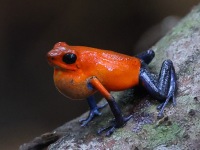 A10A6413Strawberry-poison-dart-frog