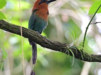 A10A6529Broad-billed_Motmot