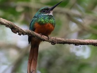 A10A6541Male_Rufous-tailed_Jacamar