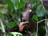 A10A6679Grey-headed_Chachalaca_Family