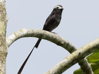 A10A6786Long-tailed_Tyrant