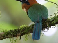 A10A6828Broad-billed_Motmot