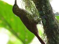 A10A6849Spotted_Treecreeper