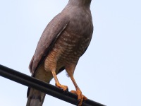 A10A6920Roadside_Hawk