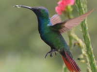 A10A7009Green-breasted_Mango