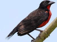 A10A7173Red-breasted_Meadowlark