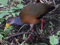 A10A7256Russet-naped_Wood-rail