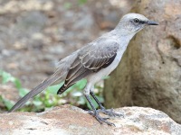 A10A7269Tropical_Mockingbird