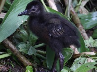 A10A7284Russet-naped_Wood-rail_Chick