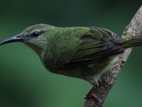 A10A7294Red-legged_Honeycreeper