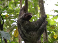 A10A7348Three-toed_Sloth