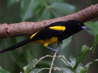 A10A7392Black-cowled_Oriole