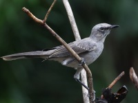 A10A7441Tropical_Mockingbird