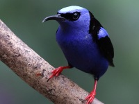 A10A7452Red-legged_Honeycreeper