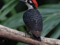 A10A7489Black-cheeked_Woodpecker