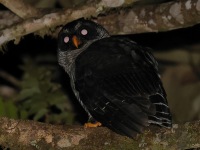 A10A7525Black-and-white_Owl