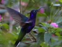 A10A7704Violet_Sabrewing