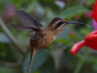 A10A7755Stripe-throated_Hermit