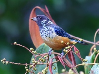 A10A7779Spangle-cheeked_Tanager