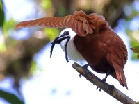 A10A7825Three-wattled_Bellbird