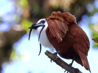 A10A7826Three-wattled_Bellbird