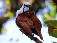 A10A7837Three-wattled_Bellbird