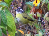 A10A7856Sooty-capped_Chlorospingus