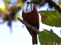 A10A7885Three-wattled_Bellbird