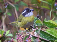 A10A7890Sooty-capped_Chlorospingus