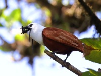 A10A7912Three-wattled_Bellbird