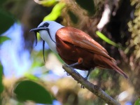 A10A7932Three-wattled_Bellbird